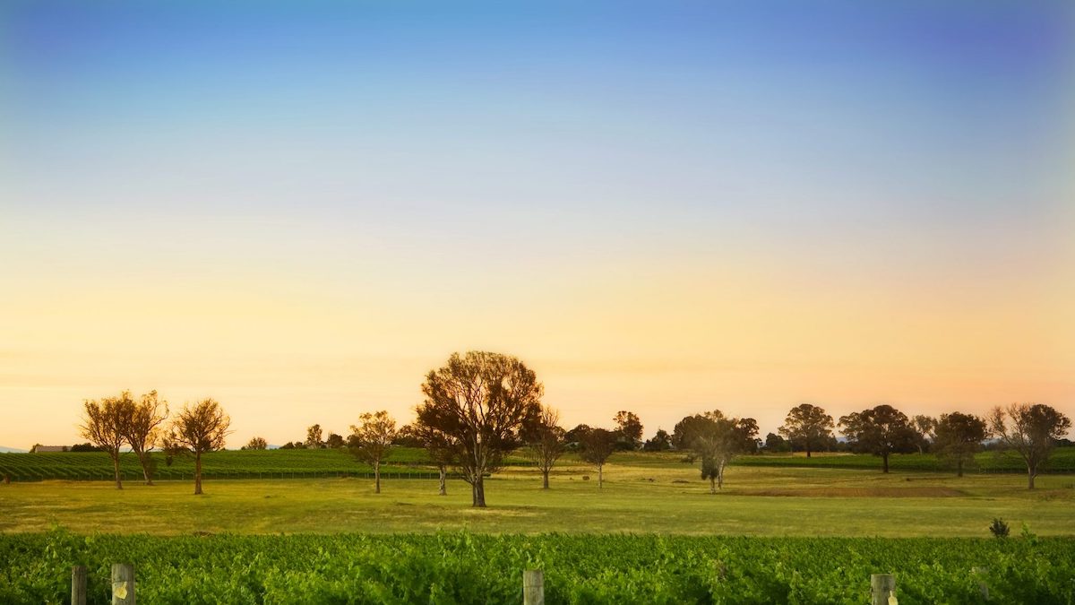 Shaw wines vineyard.